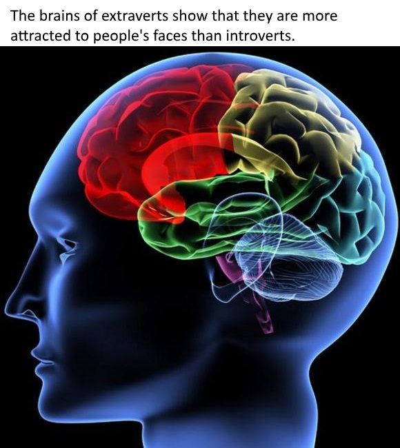 Human faces may hold more meaning for socially outgoing individuals than for their more introverted counterparts, a new study suggests.