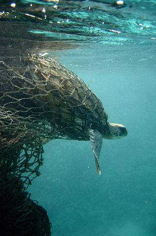 Sea Turtles are often the victims of entanglement in plastic fishing nets, such as this ghost one pictured here.