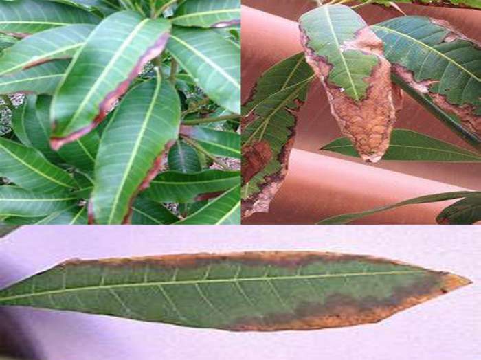 Compendium of Diseases Mango HubPages