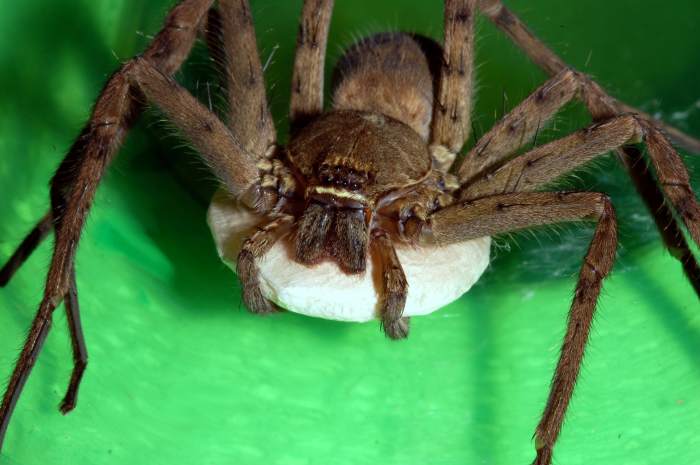 spiders-and-other-phobias