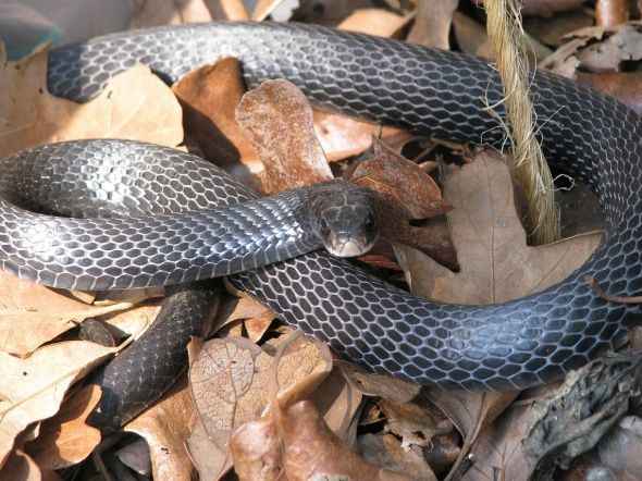 We often see these snakes in fall and late winter as they warm their bodies in the sun. When the weather turns cold they find a hole in a log or other shelter to survive.