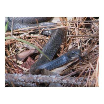 Snakes use sensors in their tongues to "feel" the warm bodies of their next meal. I took this picture of a Black Racer Sensing prey in the woods behind our house.