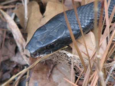 A quick way to identify non-venomous snakes is by their round eyes and oblong-shaped head plus the absence of pits behind the eyes.