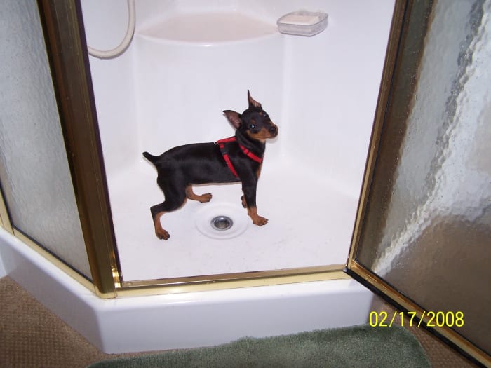 Now that's one HOT DOG- A working dog named Leah that has her own profile on HUBPAGES!!! She even writes hubs in the shower!!