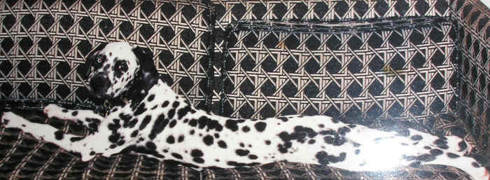 Hi Dorsi: I am enclosing a picture of my l late dog, Elvis. He was - as you can see - totally hawt! Thanks for doing this hub and giving us all the opportunity to brag on our pets!