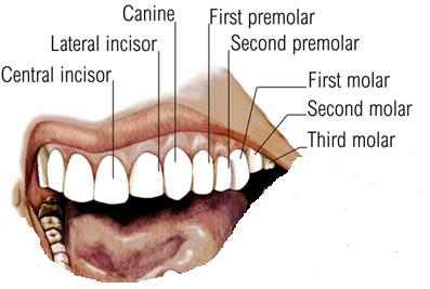 Dental Formula in adult man: there are thirty-two permanent teeth, sixteen teeth in the upper jaw and another sixteen teeth in the lower jaw. The teeth are also arranged in symmetrical sets of eight teeth on each side.