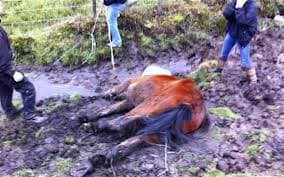 Something is killing ponies and other animals near Bladenboro N.C. and it is draining the animals of blood. No other damage is done to the animals. What is doing this. It appears to be the North Carolina Vampire Beast.