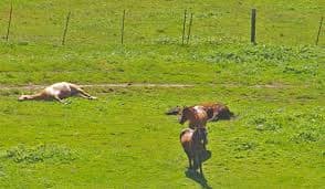Something is killing ponies and other animals near Bladenboro N.C. and it is draining the animals of blood. No other damage is done to the animals. What is doing this. It appears to be the North Carolina Vampire Beast.