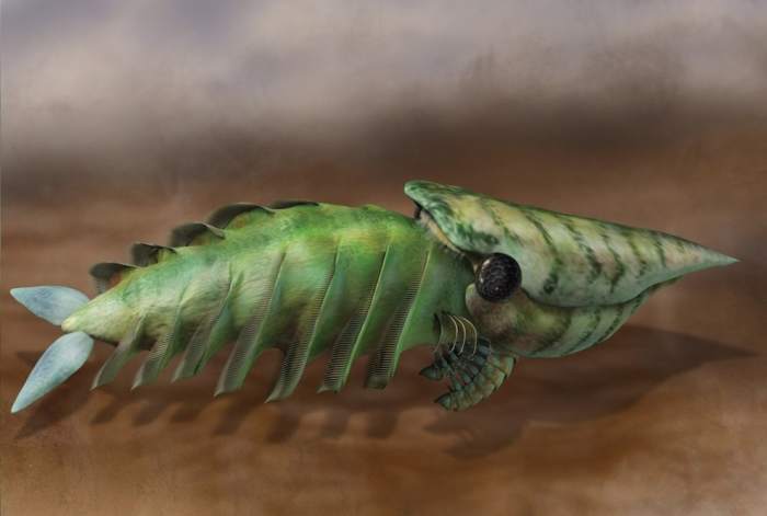 Hurdia's head shield was completely hollow and paleontologists still have no idea what it was used for.