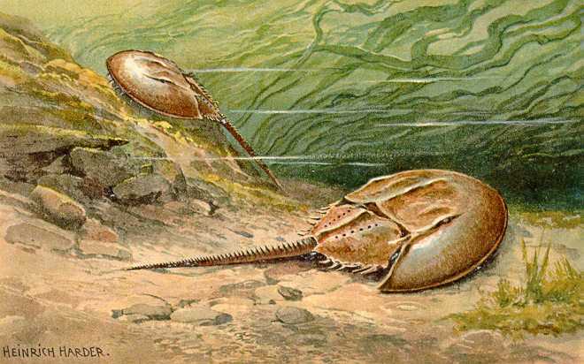 The oldest horseshoe crab fossil is 445 million years old. Few animals are as deserving of the title "living fossil"