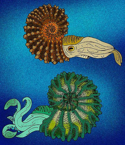 Atist's rendition of an ammonite (although speculations as to what the soft bodied parts looked like is somewhat the job of educated guesses.)