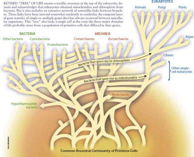 W. Ford Doolittle (2000) "Uprooting the tree of life." Scientific American, 282(2):90-5 The new maps of microbial inter-relatedness are complex. Scientists will soon be producing Webs of Life to describe the higher animals, including humans.