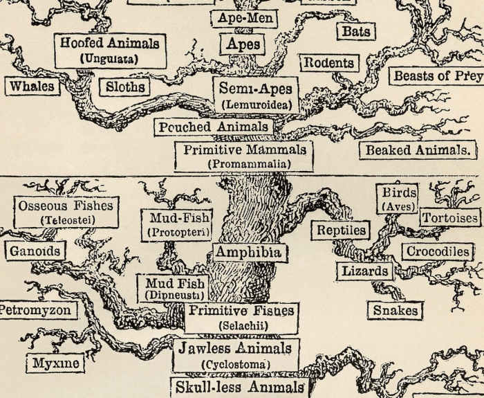Part of the Tree of Life by Haekel. Popular representations like this helped Darwin's idea become accepted.