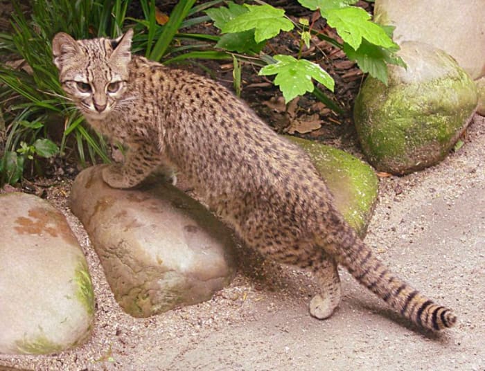 A Geoffroy's Cat whose genes are currently finding their way into the pet population through hybridization. Hybrids are called Safari cats.