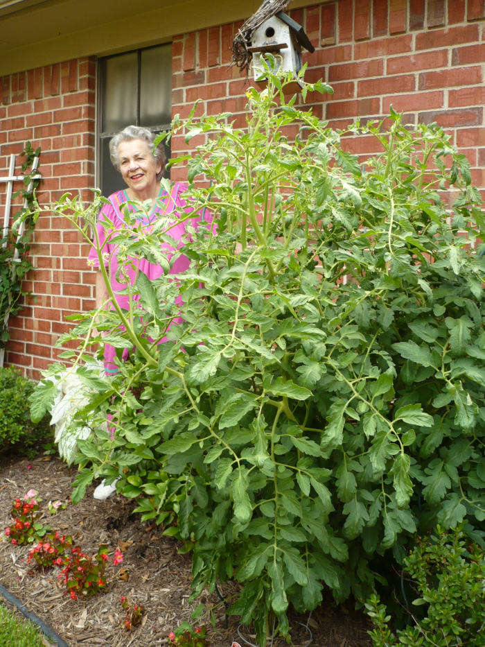 My mother is standing next to the gargantuan tomato plant giving some perspective as to the height and girth of this tomato plant.