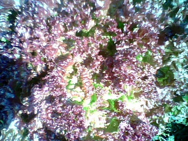 This is a photo of the Red Leaf Lettuce growing in our community garden plot in Hayward,Ca.