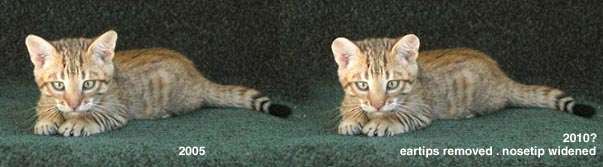 Toyger with computer generated interpretation of how it would look with widening of the nose and rounded ears