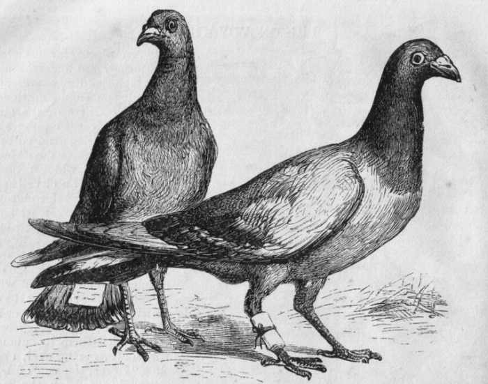 Pigeon Mail - Homing carrier pigeons with messages attached.Image Credit: Harper's New Monthly, Wikipedia Commons.