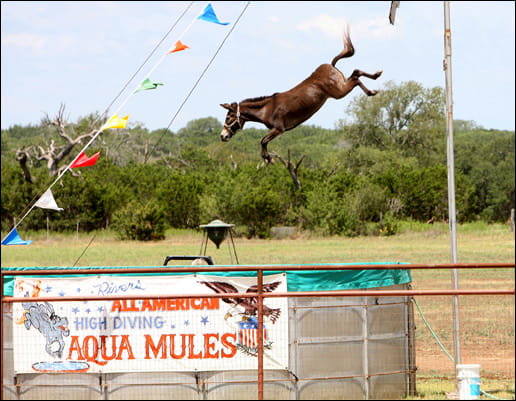 Terrifying: Mule Dipsy Doodle is forced to high-dive from a platform into a pool of water 22ft below