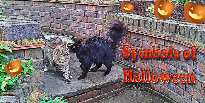A Fearsome Black Cat Terrorising His Neighbour on Halloween--Bad Cat--His Witchy Owner Ought To Keep Him Under Control.