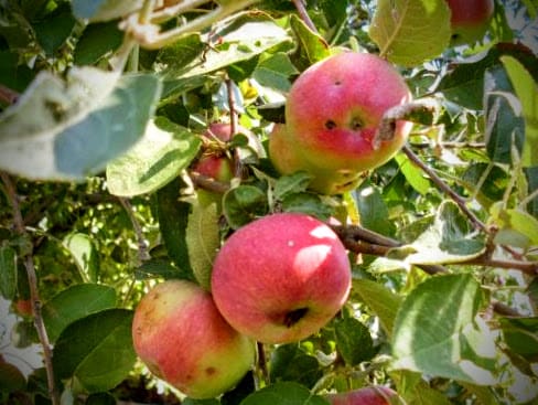 Unknown variety of sweet-tart apples growing on a friend's property in northeastern Colorado. Which older variety would you say they look like?