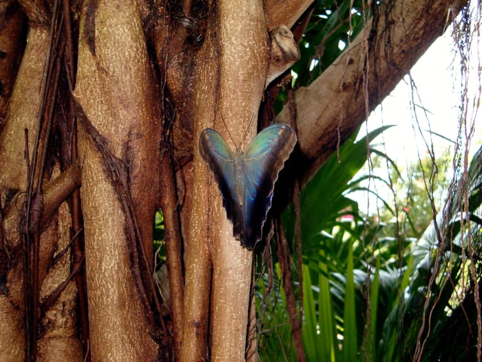 Look at the beautiful creamy colors of blues and greens on the other side of the owl butterflies wings! The butterflies can flash these colors for identification purposes as needed.