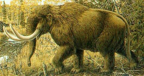 The Mammut, a close kin to the Mammoth. The Clovis Hunter in Oklahoma used these and other Big Game animals to Sustain their Way of Life.