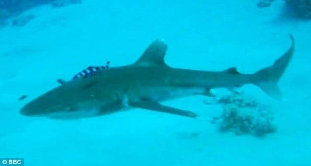 oceanic whitetip shark with chunk missing from its dorsal fin which Egyptian authorities believe may be responsible for latest Red Sea attacks.