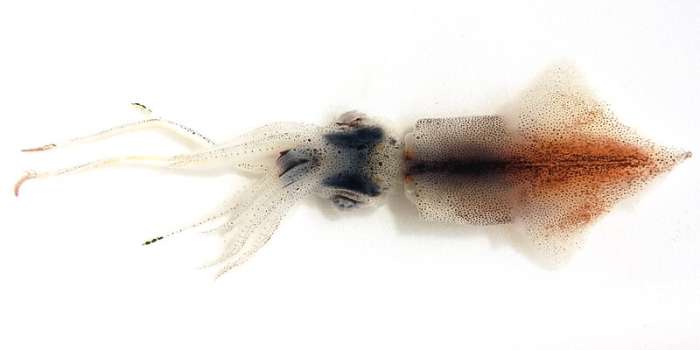 The firefly squid, sparkling enope squid, or hotaru-ika has numerous photophores. It's admired for its bioluminescence and is also used as food.
