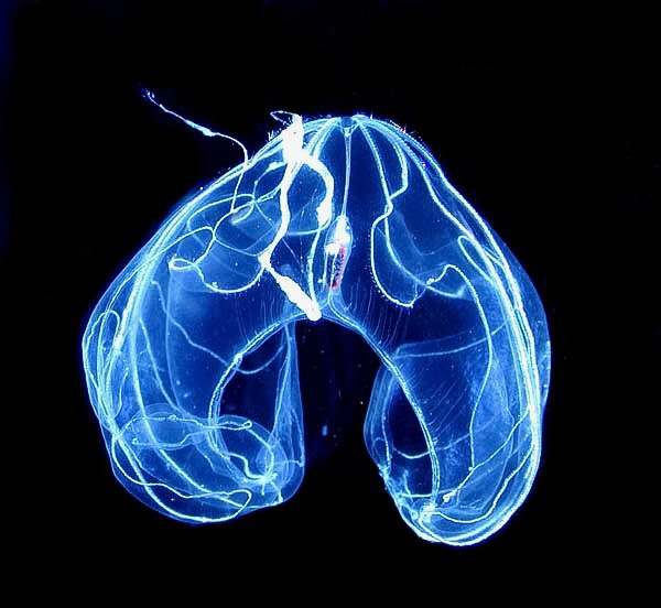 A bioluminescent ctenophore in the deep ocean
