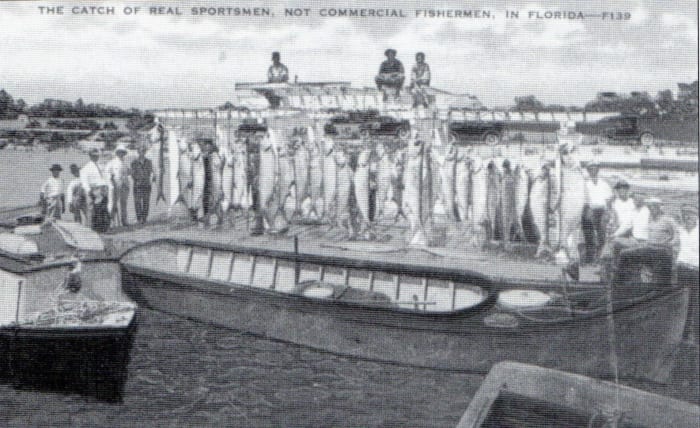 Thousands of fish were caught killed and displayed sometimes by the dozens per angler, for picture taking. Tarpon are not a food fish, primitive in design, oily and full of bone. They were caught, killed and discarded.