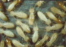 These is how the white ants (termite) look like, they seem so soft and vulnerable that at first sight one would think that they cannot do any damage to anything, that is until one can see what they can do to wooden structures.
