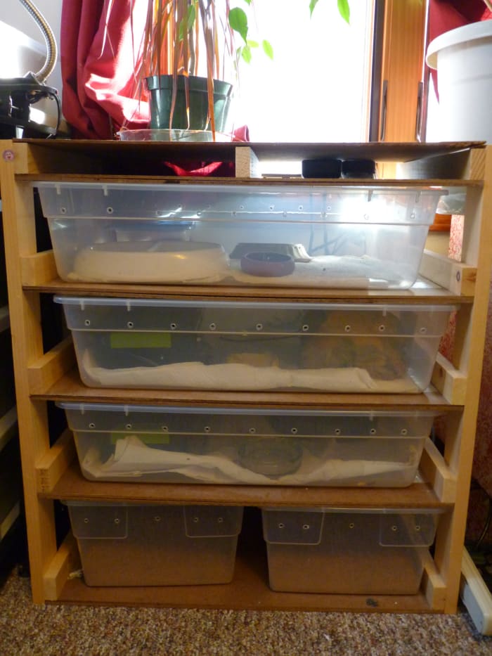 Homemade rack built by Ryan Jacobs. 3 drawers for adult geckos, two drawers for baby geckos (for future breeding).