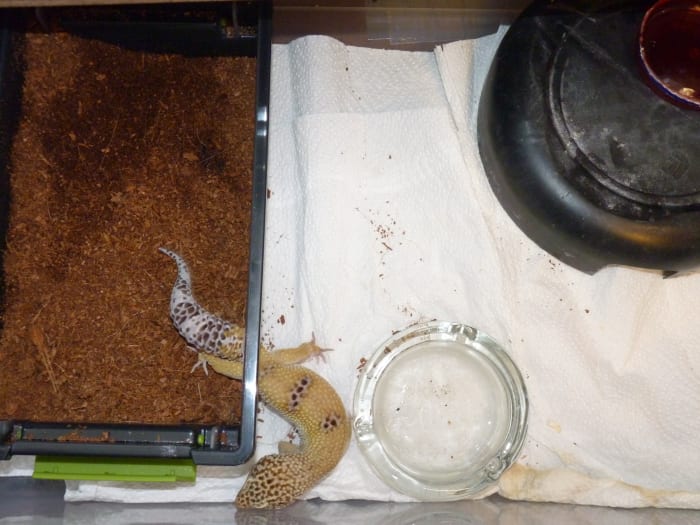 inside the leopard gecko enclosure (the box with coconut husk usually has a top-humidity hut).