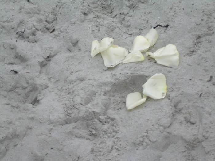 Flower petals on the seashore represent the romance between Greek Olympian Poseidon and Sally Jackson that gave birth to Percy Jackson.