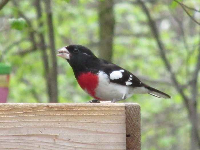 Male Rose-Breasted Grosbeaks are so colorful. They eat tons of bugs and love all kinds of fruit.