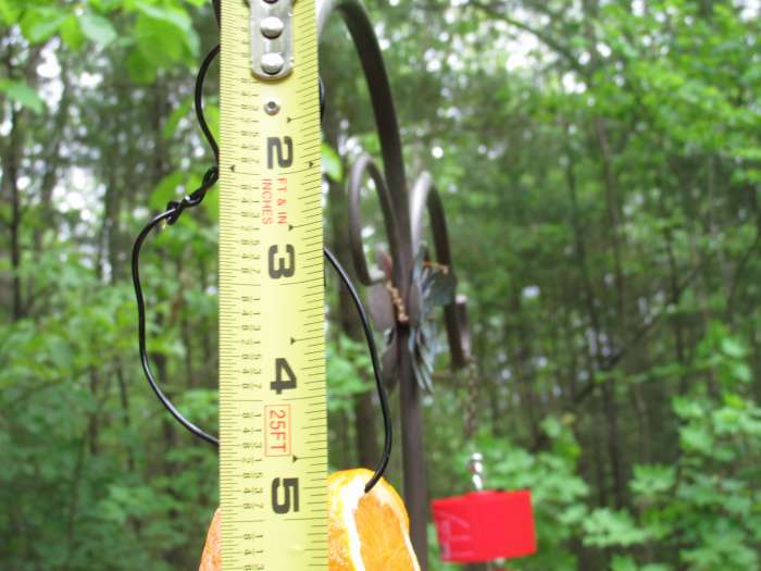 Fruit Feeder should be no more than 5" long so that birds will feel safe landing and feeding from it.