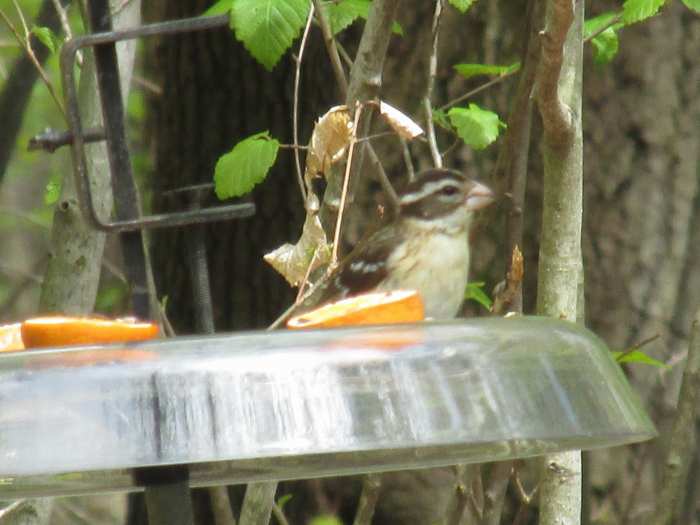 Female Rose-Breasted Grosbeak enjoying seeds, nutmeats and orange halves in seed tray/squirrel guard.