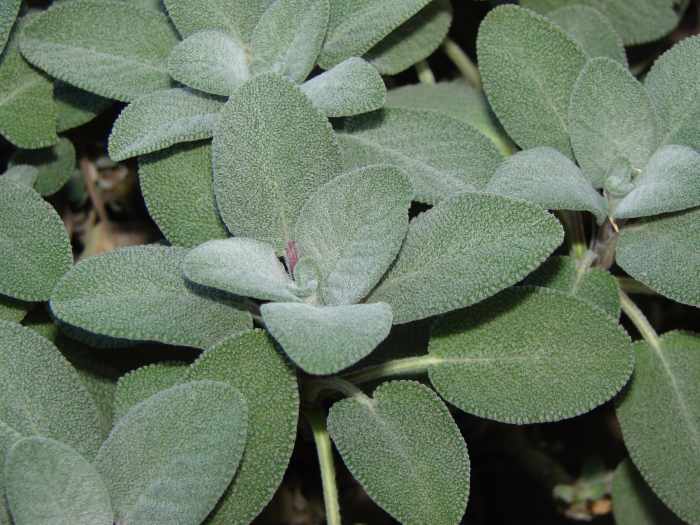 Sage has culinary, medicinal, and magickal uses.