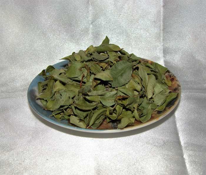 Arrayán (Myrcianthes sp.) aka Guayabo, is a tropical tree whose leaves are used in traditional Ayahuascan rituals as incense.