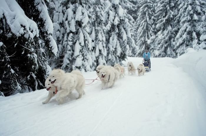 Samoyeds were originally native to the harsh Siberian climate, but can adjust to warm climates as well with shade and plenty of water.