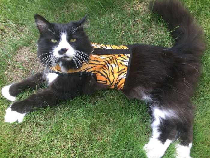 Dog and Cat Harness vs Dog and Cat Collar HubPages