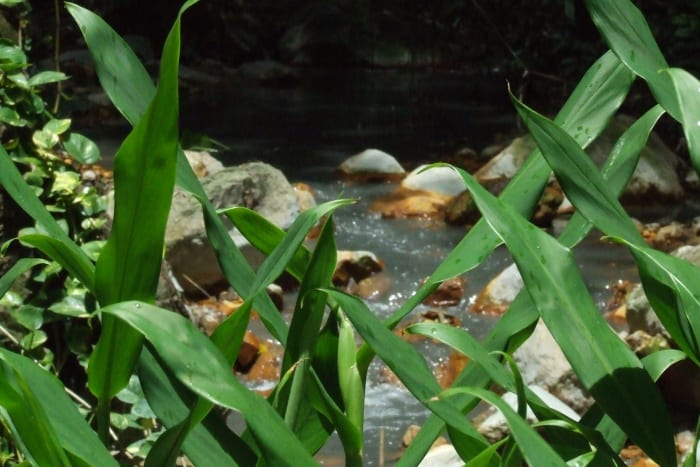 St Lucia plant, but look at the color of the water in the background, it comes from the sulfur springs and it is loaded with minerals, the water is gray.