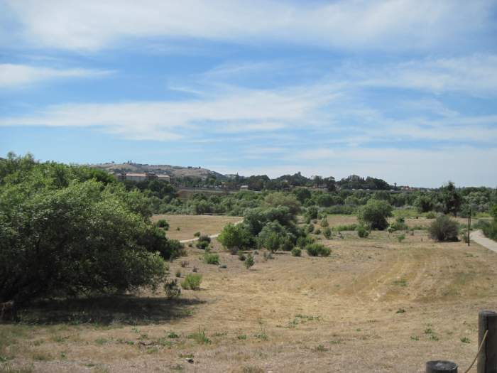 Grasslands at Lawrence Moore Park in Paso Robles on June 19, about two months after the last rains.