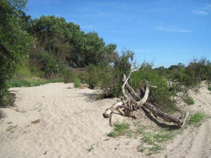 The Salinas riverbed is almost entirely dry two months after the last rain. This picture was taken on June 19, 2011.