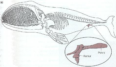 Vestigial structures represent adaptations. This whale lost its ability to walk for its ability to swim. A fair trade-off.