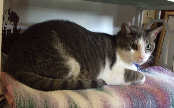 This shelf is also strategically valuable: at the top of the stairs, Sammy surveys the first floor and the door to the outside world.