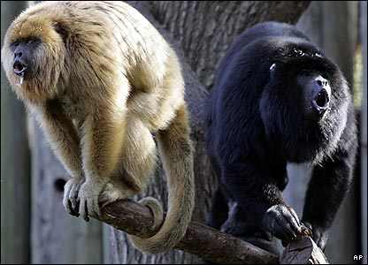 Vocalizing: Black Howlers Monkeys routinely emit loud cacophonous cries that are heard three km away.