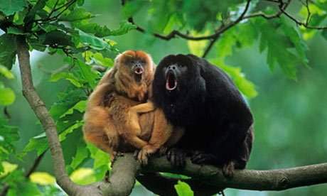 Family of Black Howlers: Black Howler Monkeys are very social creatures that live together in small groups.