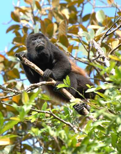 The Black Howler Monkey prefers living on treetops and seldom comes down, only when there is a possible water shortage.